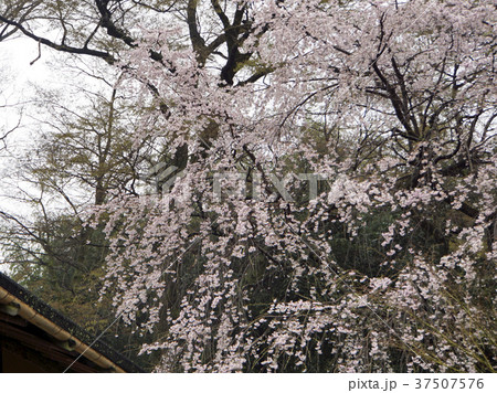 桂離宮 桜 桂離宮 桜 37507576