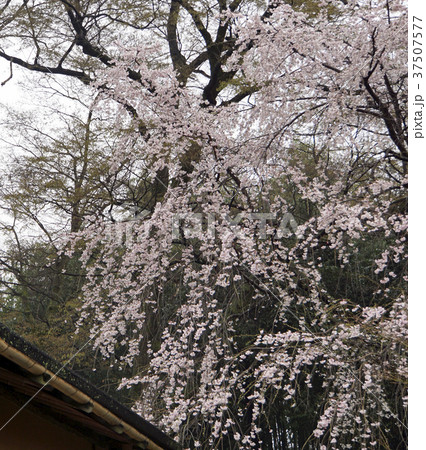 しだれ桜 桂離宮 しだれ桜 桂離宮 37507577