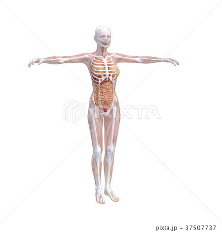 人体標本 女性の骨格と内臓イメージ Perming 3dcgイラスト素材のイラスト素材