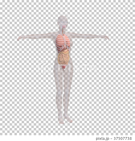 人体標本　女性の骨格と内臓イメージ　perming 3DCGイラスト素材 37507738