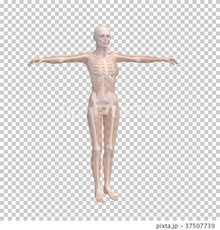 人體標本女性骨骼和內臟器官圖像燙髮3DCG圖材料 37507739