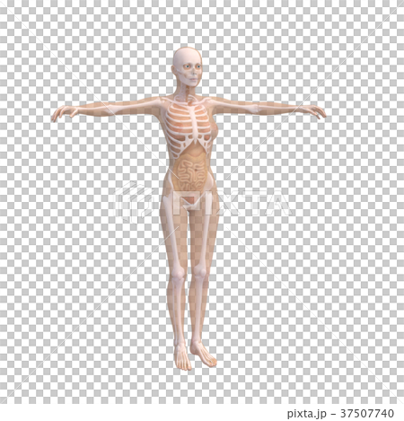 人体標本　女性の骨格と内臓イメージ　perming 3DCGイラスト素材 37507740