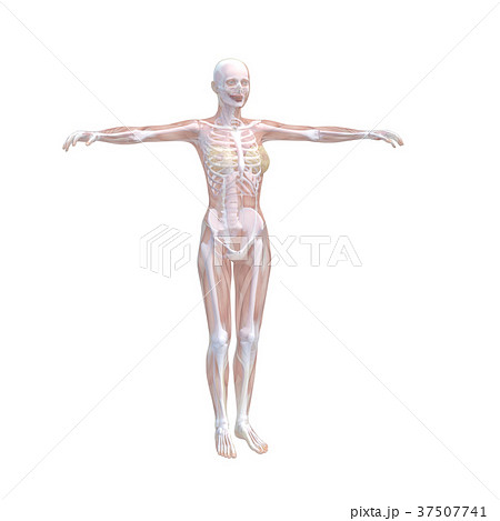 人体標本　女性の骨格と内臓イメージ　perming 3DCGイラスト素材 37507741