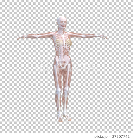 人體標本女性骨骼和內臟器官圖像燙髮3DCG圖材料 37507741