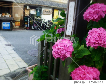 下田のあじさい 37507844