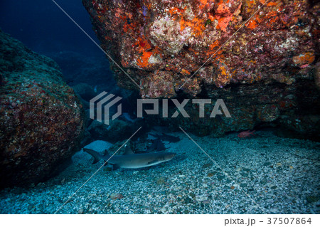 ネムリブカ　ホワイトチップ　小笠原 37507864