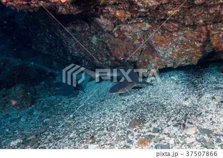 ネムリブカ　ホワイトチップ　小笠原 37507866