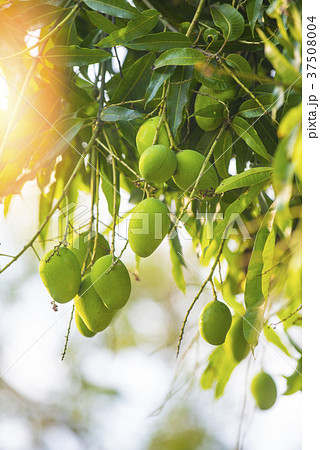 Mango fruit is growing. Seasonal fruits are availa 37508004