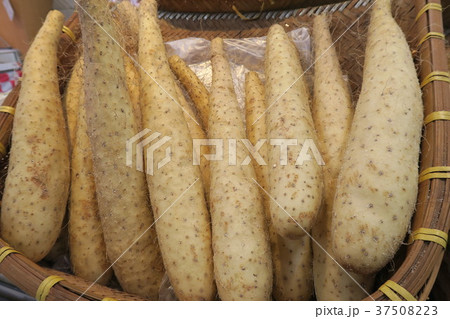 長芋　山芋 37508223