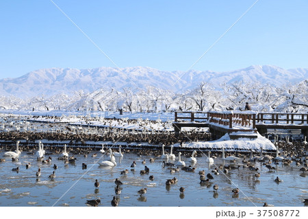 瓢湖と白鳥(4) 37508772