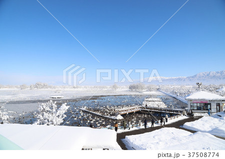 瓢湖と白鳥(5) 37508774