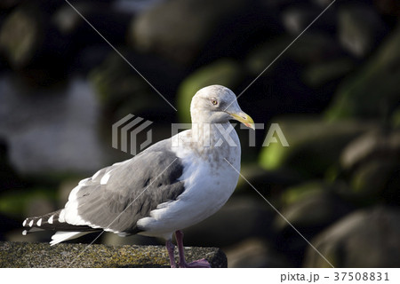 北海道乙部町の海岸でオオセグロカモメを撮影 北海道乙部町の海岸でオオセグロカモメを撮影 37508831