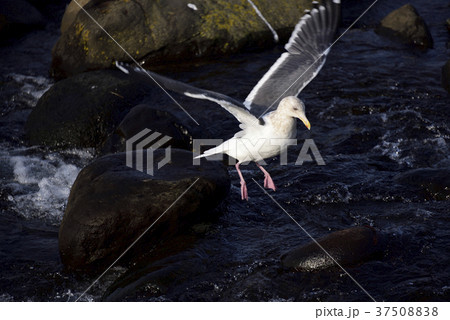 北海道乙部町の海岸でオオセグロカモメを撮影 37508838