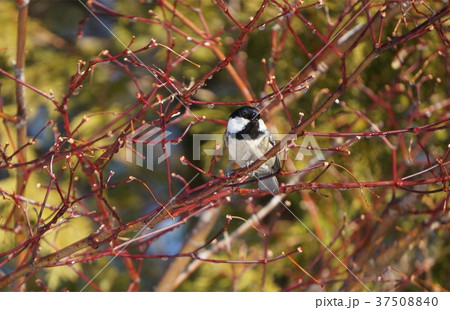 水を飲みに来ているヒガラ 37508840