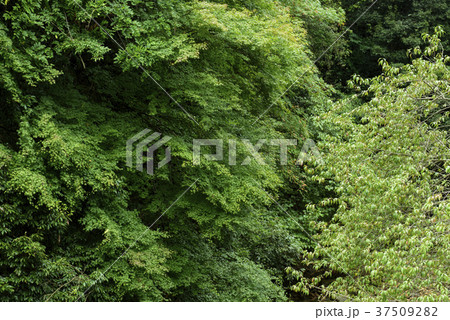 奥播磨の風景　（兵庫県姫路市安富町） 37509282