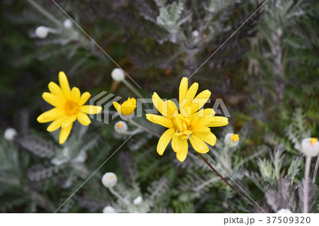 ユリオプスデージー ユリオプスデージー 37509320