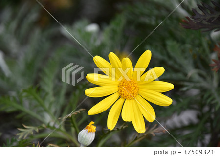 ユリオプスデージー ユリオプスデージー 37509321