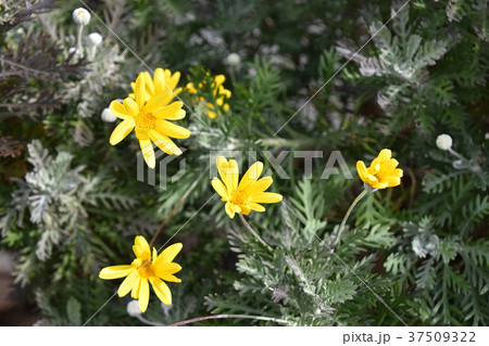 ユリオプスデージー ユリオプスデージー 37509322