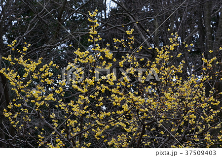 町田市忠生公園の蝋梅 町田市忠生公園の蝋梅 37509403