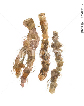 オウレンの根 37509587