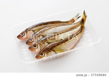 ハタハタ 37509680