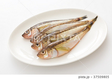 ハタハタ 37509805