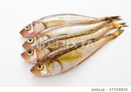 ハタハタ 37509820