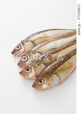 ハタハタ 37509827