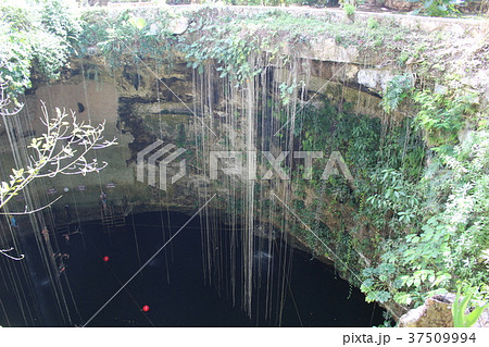 セノーテ　聖なる泉　ユカタン半島　メキシコ 37509994