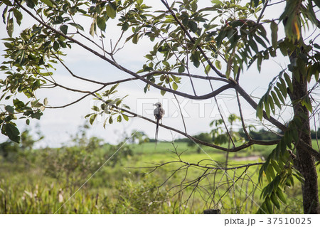 Love of  Nature  37510025