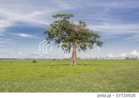 Love of  Nature  37510026