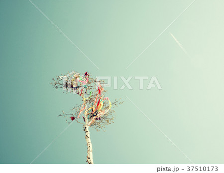 Looking up at may pole and aircraft, old filter 37510173