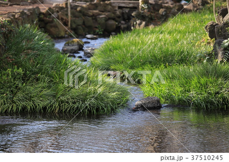 源兵衛川 源兵衛川 37510245