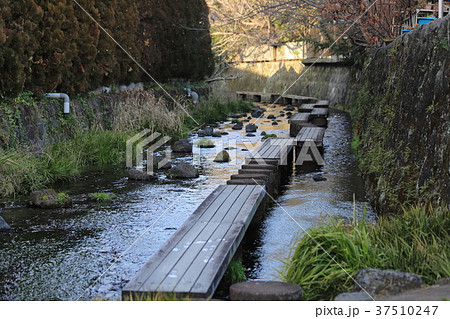 源兵衛川 37510247