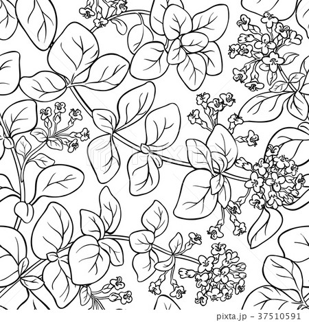 oregano seamless pattern 37510591
