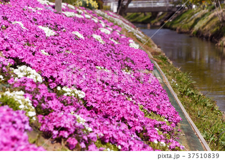 渋田川沿いの芝桜 渋田川沿いの芝桜 37510839