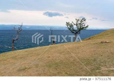 Trees on Olkhon Island. Lake Baikal. Russia 37511176