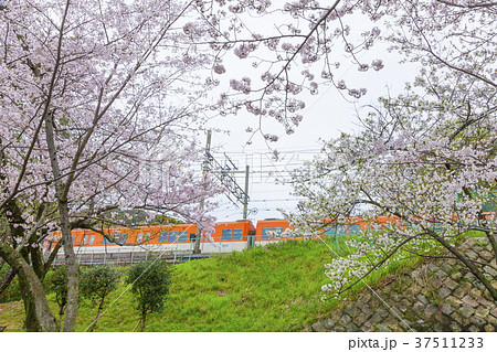須磨浦公園の春の風景、神戸市須磨区にて 須磨浦公園の春の風景、神戸市須磨区にて 37511233