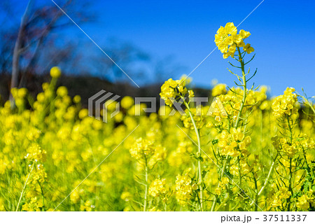 菜の花 37511337