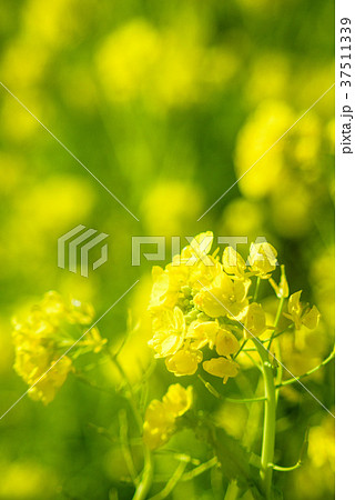 菜の花 菜の花 37511339