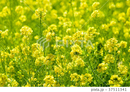 菜の花 菜の花 37511341