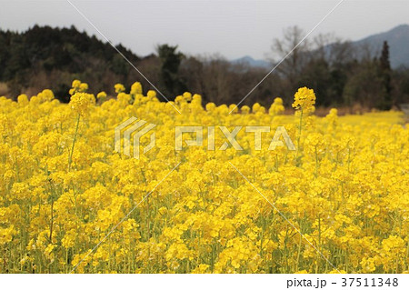 春を彩る菜の花畑 春を彩る菜の花畑 37511348
