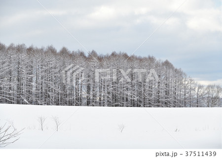 北海道厚沢部町鶉地区の雪の積もった畑と防風林の冬景色を撮影 37511439