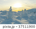 光明 37511900