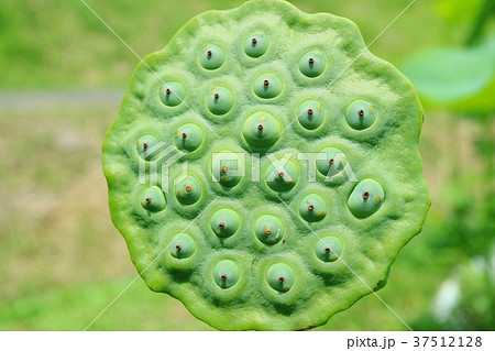 トライフポフォビア注意 蓮台 蓮の実の写真素材