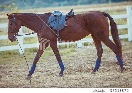 Horse on the farm Horse on the farm 37513376