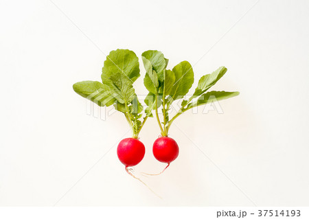 ラディッシュ 37514193