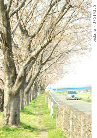 桜の並木道と車 桜の並木道と車 37514335