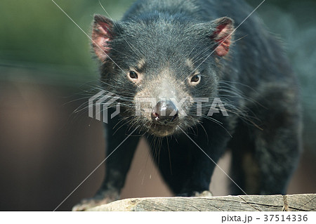 タスマニアデビル タスマニアデビル 37514336