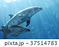 八景島シーパラダイス イルカ 37514783